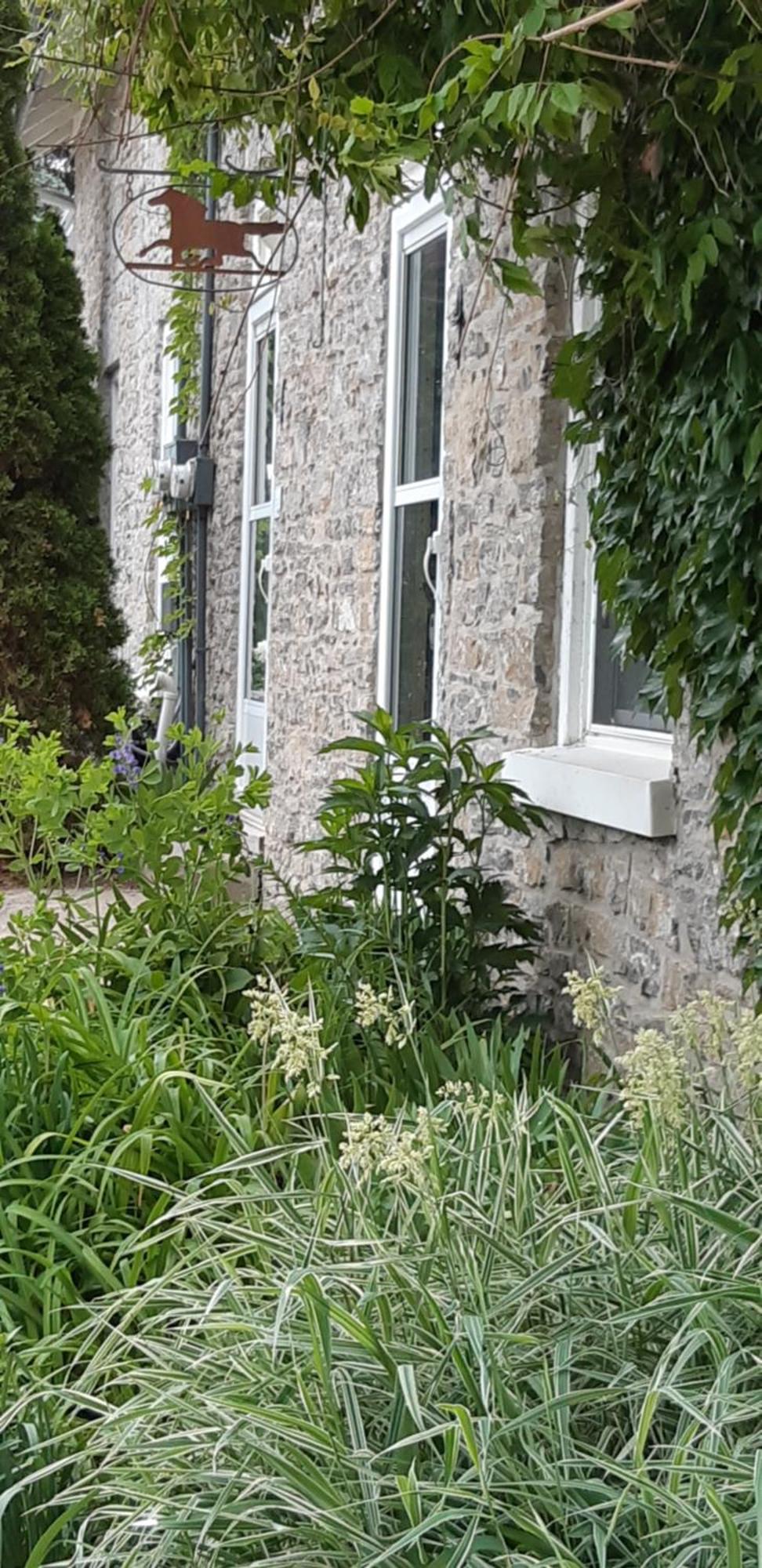 Stone Carriage House Picton Exterior foto